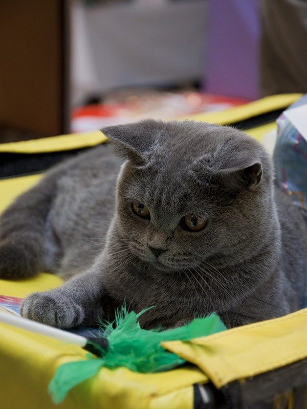 Коты и Кошки