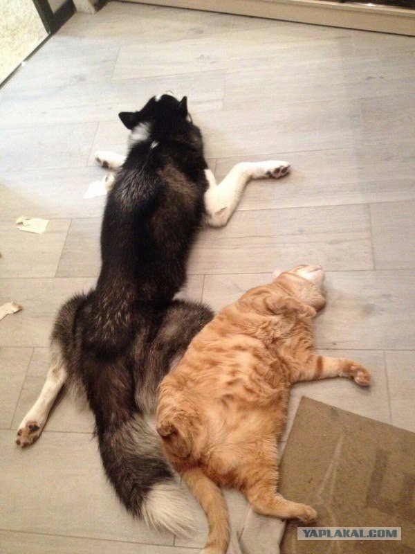 Картинок разных