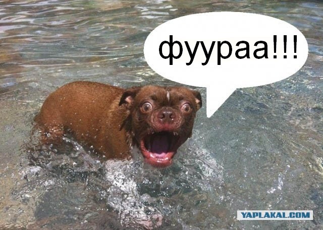 Жабельный собакен