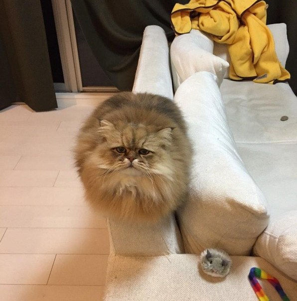 Коты и Кошки
