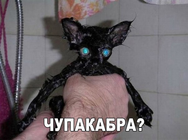 Коты и Кошки