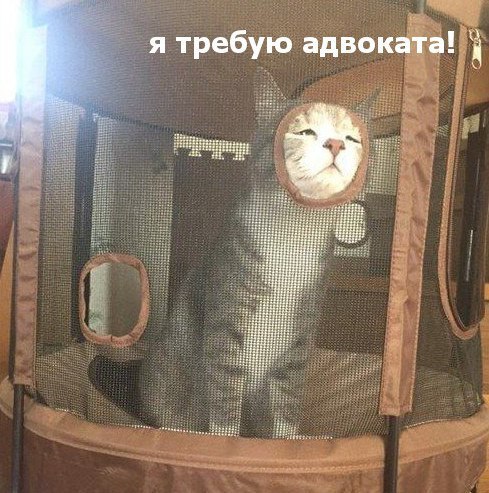 Коты и Кошки