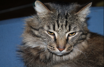 Котовторник 9.01.2018