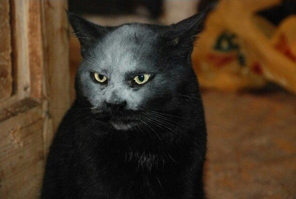 Прикольных котов пост