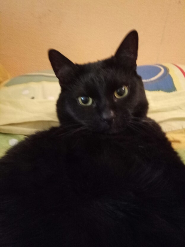 Котовторник 05.06.2018