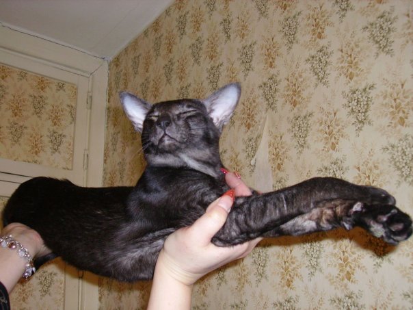 Котовторник на ЯПлакалъ (13.05.08)