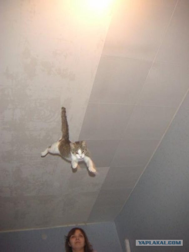 Котовторник на ЯПлакалъ (10.06.08), прикольные коты, добавляем свои!