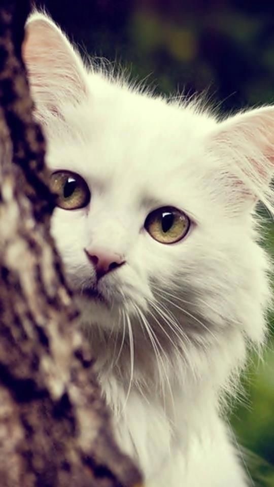 Немного милоты