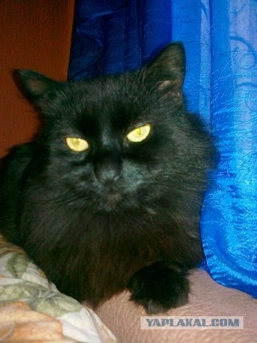 It's Catursday Fever! (Котовторник)