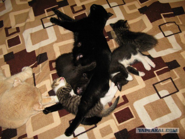 Десантный котовторник