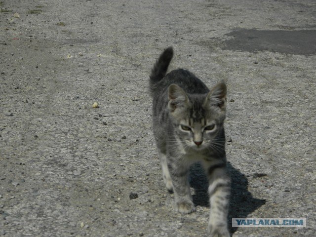 Котовторник 06.09.11