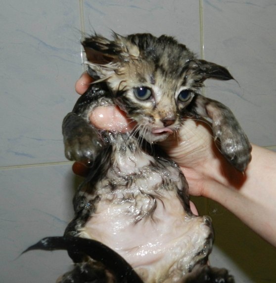 Котовторник! 13.03.2012