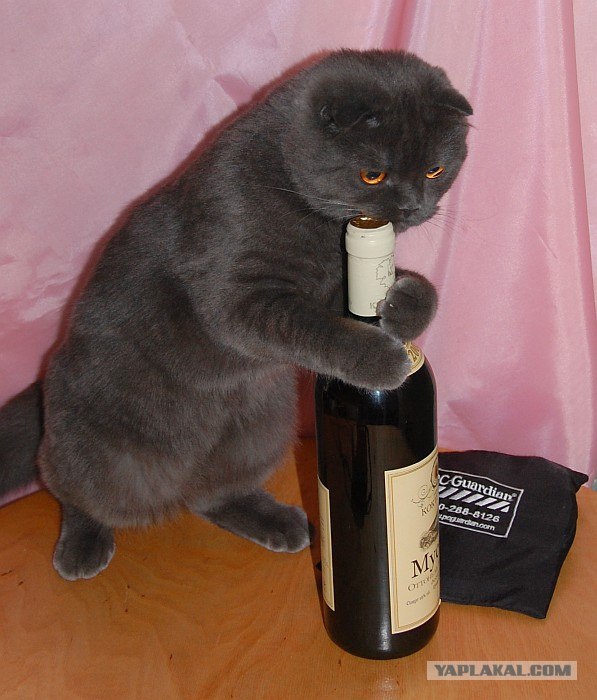 Котовторник 1 мая 2012