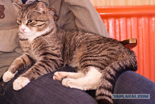 Тема про несчастного кота, в которой всем хорошим людям автор показывает сиськи!2