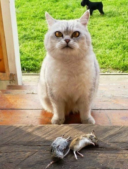Картинки с котами и про котов