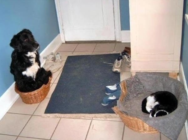 Уже не котовторник, но еще и не собакочетверг