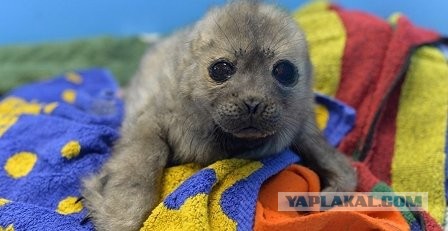 На Неве спасли дрейфующего на льдине нерпенка, над ним уже летали стаи ворон
