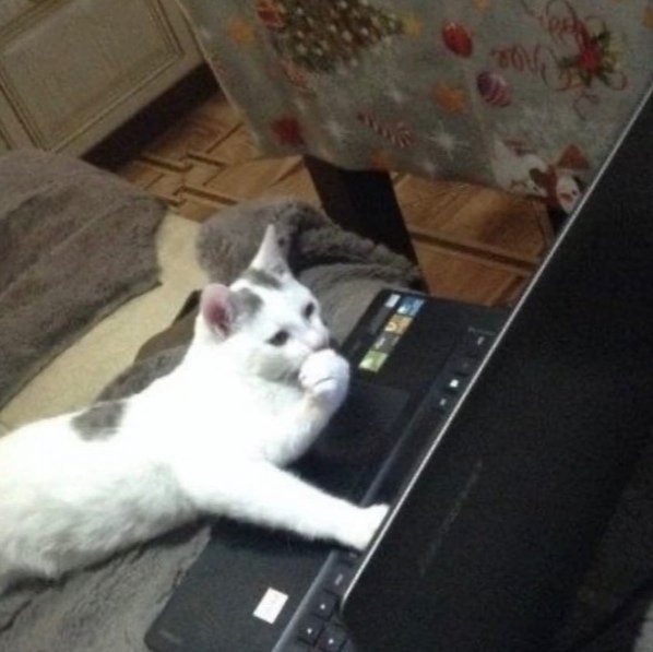 Эти забавные животные