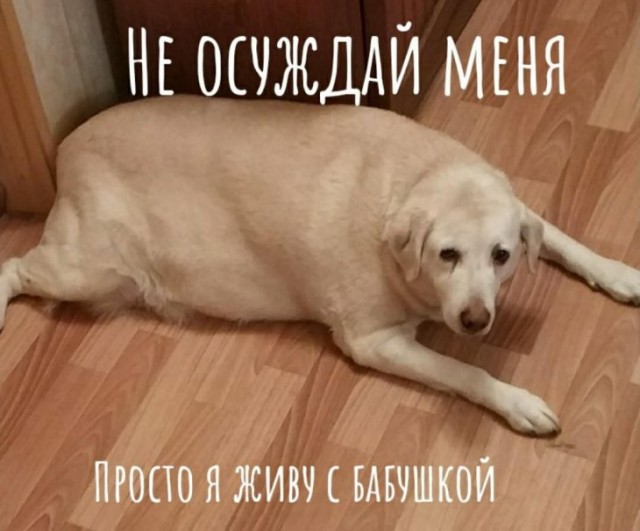 Собаки бывают