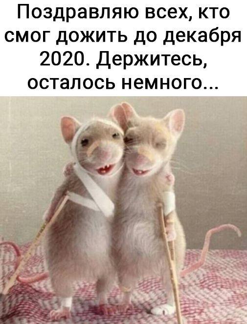 Юмор в картинках 11.12.20