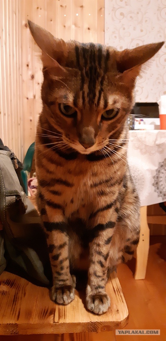 Моя красотка