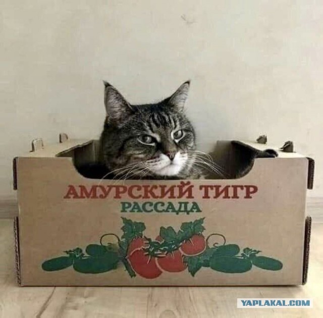 Хоба! Котовторник!