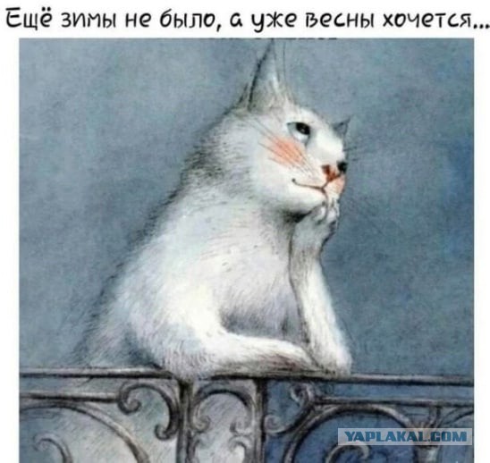 Что делать, если муж больше любит кошку?