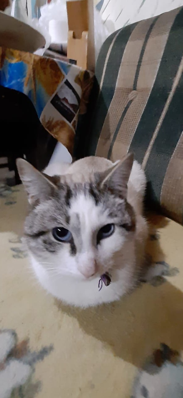 Котовторник 11.01.22