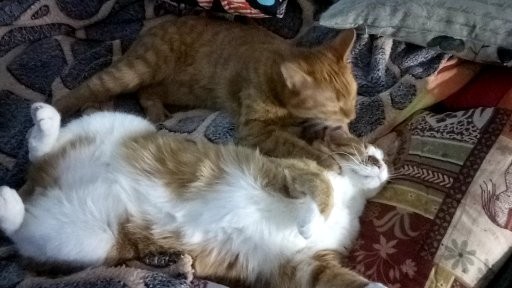 Котовторник. Начало
