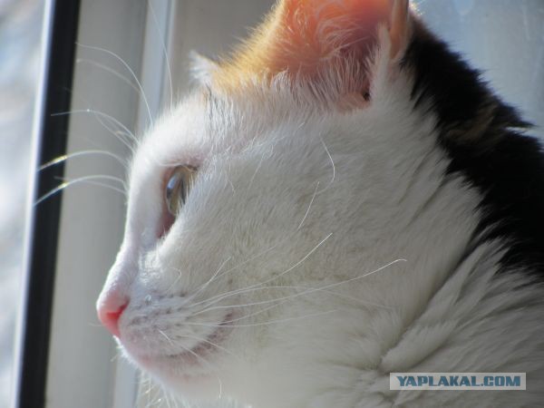 Котовторник 8.10.2013