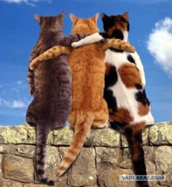 Подборка забавных и курьезных фотографий