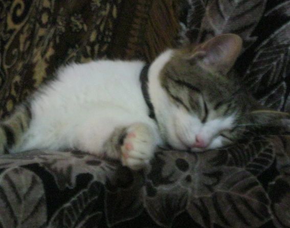 Котовторник 04.03.2014
