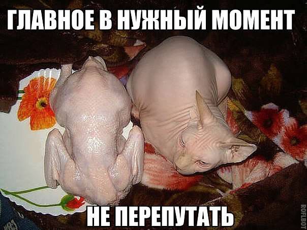 Веселые картинки? а так же комментарии)