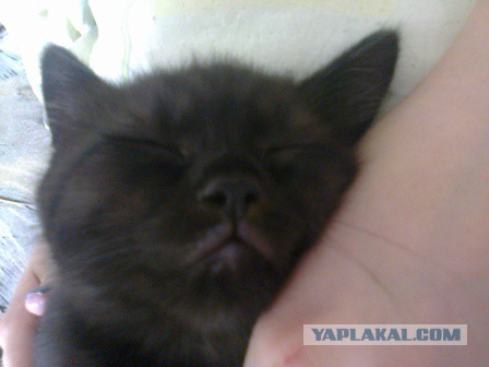 Котовторник 01.07.2014