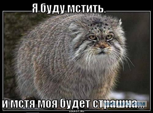 Помыл кота