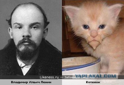 Забавные коты и кошки