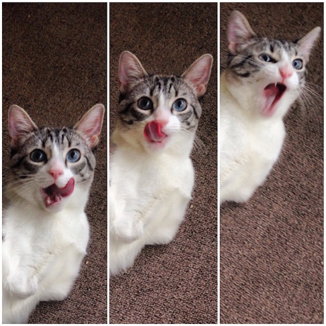 Храбрая кошка-инвалид — новая звезда Instagram