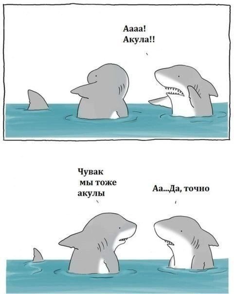 Нападение акулы на рыбака-каякера