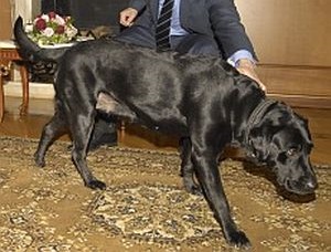 Она не кусается