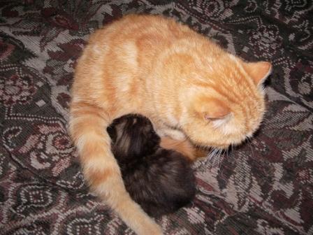 Коты, кошки, котята
