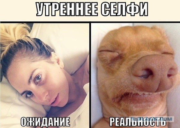 Спящие собаки