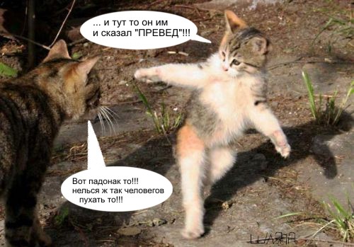 Коты, кошки, котята