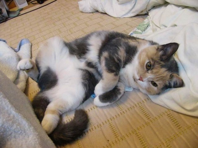 Народный котомет на фторинег