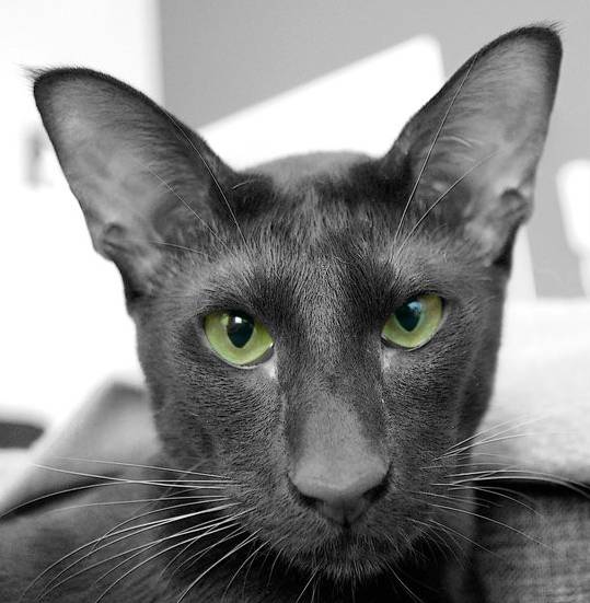 Коты, кошки, котята