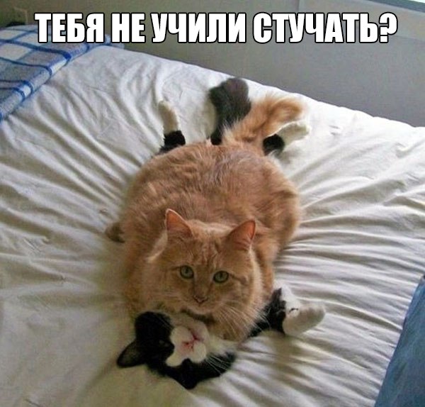 Прикольные животные