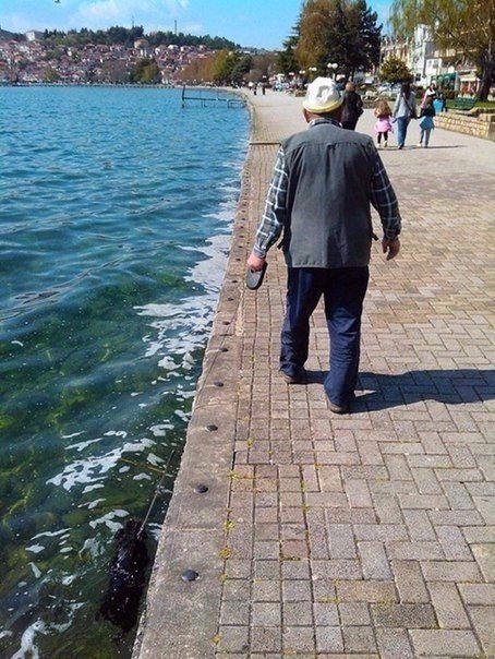 Прикольные животные