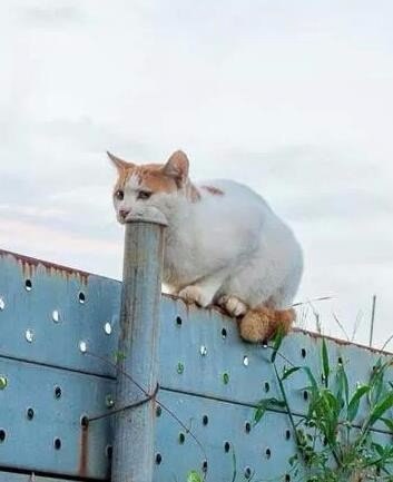 Юмор не для всех