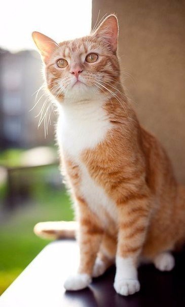Коты из сети