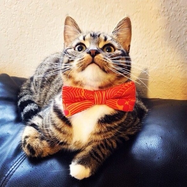 Коты из сети