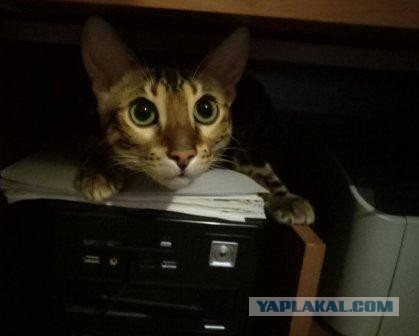 Котовторник 10.01.2017